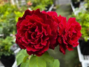 IMG_4555