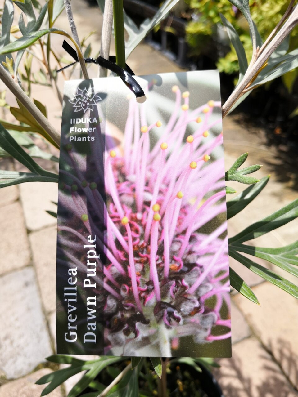 年のクリスマスの特別な衣装 ドーンパープル グレビレア 植物 観葉植物