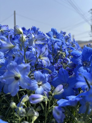 S__39419942_0