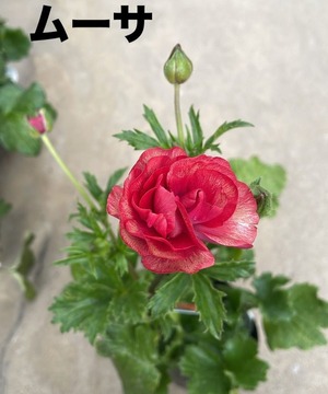 LINE_ALBUM_ラナンキュラス　ラックス_250205_9