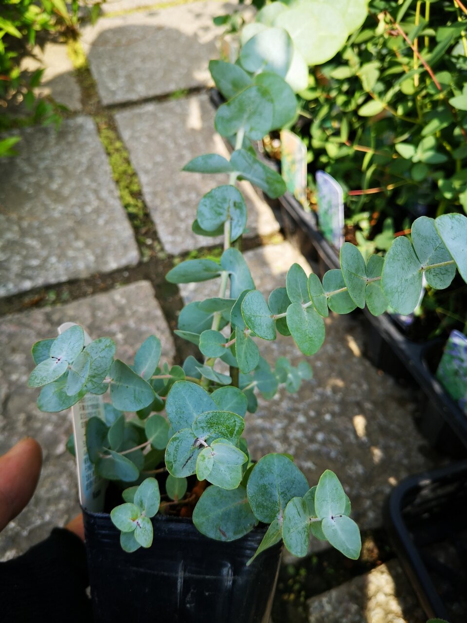 ユーカリグニーを簡単に丸くドライフラワーに Greensnap グリーンスナップ 10個 天然ユーカリの葉 乾燥花 乾燥ユーカリの葉 本物の植物 Diyの結婚式の家 デコリューカリの枝 茎 Vladatk Kim Ba ユーカリグニーを簡単に丸くドライフラワーに Greensnap グリーンスナップ 10個 天然ユーカリの葉 乾燥花 乾燥ユーカリの葉 本物の植物 Diyの結婚式の家 デコリューカリの枝 茎 Vladatk Kim Ba
