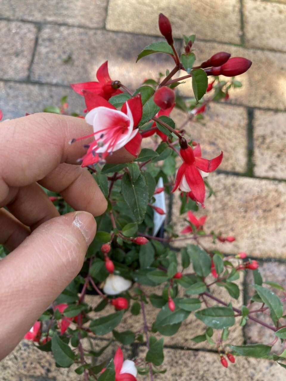 ヘリオトロープ ホクシア チェリー ホワイト ローダンセマム ムーンetc 大洋グリーンブログ