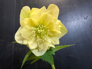 LINE_ALBUM_250204クリスマスローズ_250204_26