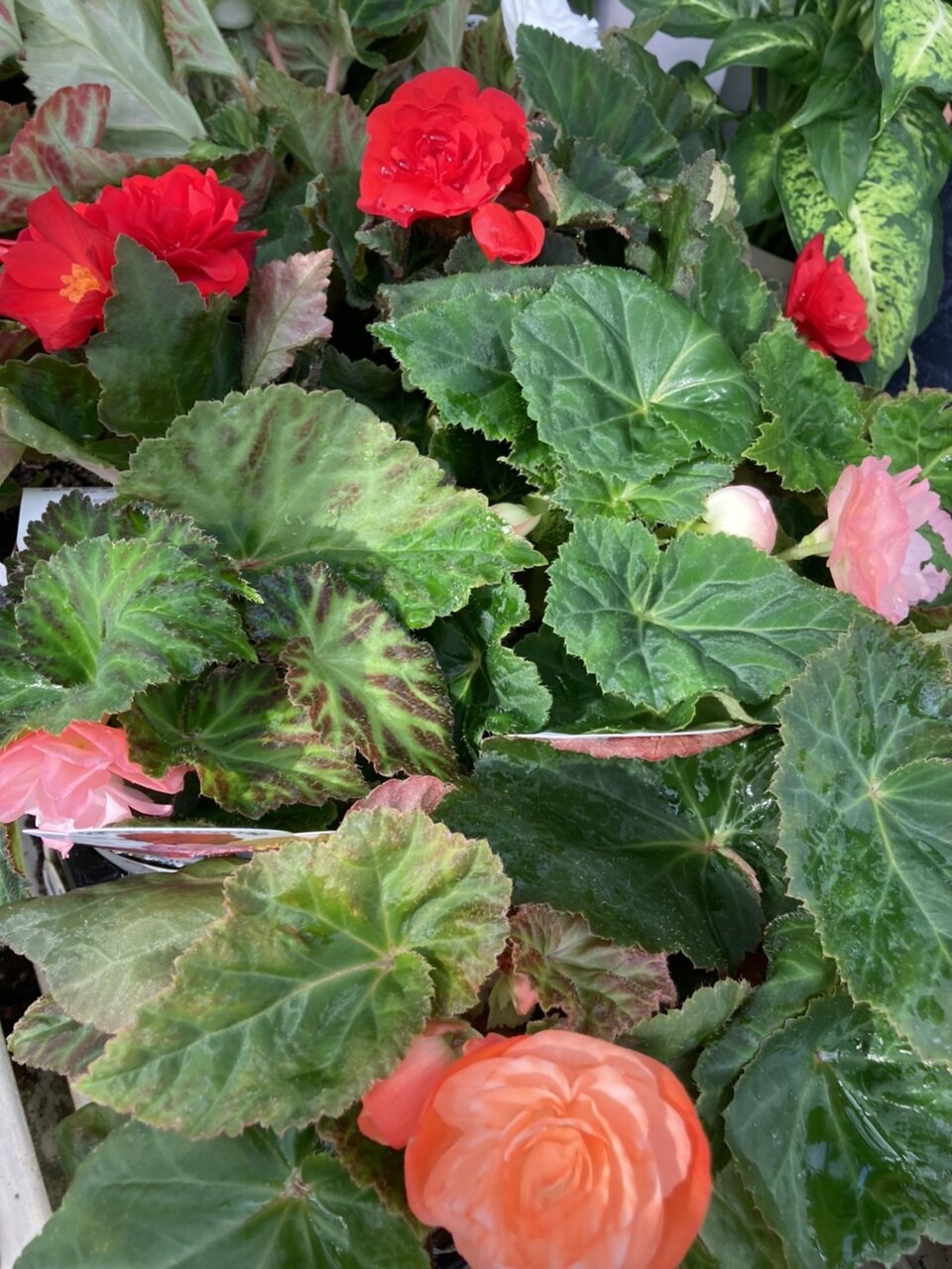 球根ベゴニア フォーチュン ウィルソンズ ホワイトティーツリー フィロデンドロン シルバーメタル アベリア 大洋グリーンブログ