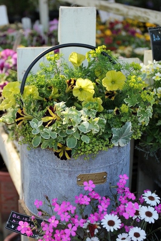 ペチュニア大特集 大洋グリーンブログ