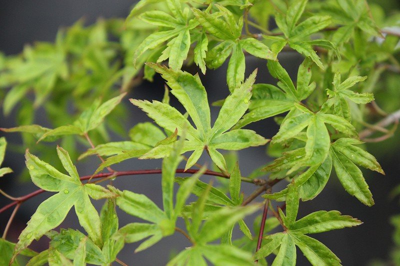 春のもみじまつり＼(^o^)／斑入りタイプ編 : 大洋グリーンブログ