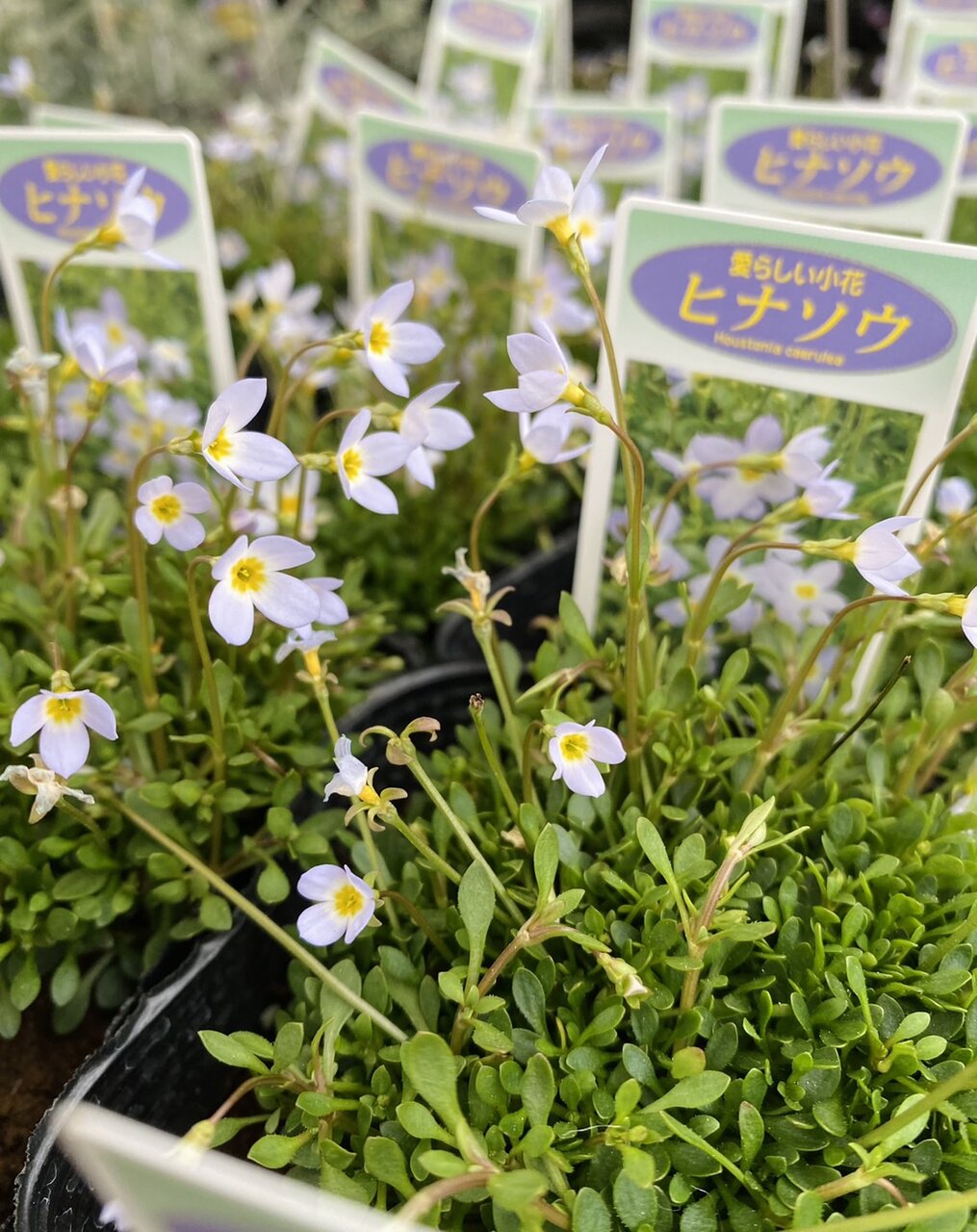 ローズマリー マリンブルー ヒナソウ フィラフェリオーレア ローブ ドゥ アントワネット 大洋グリーンブログ