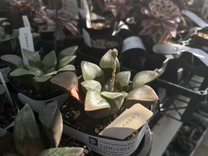 S__41033757_0
