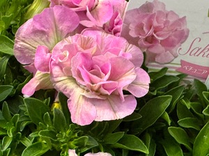 S__87023677