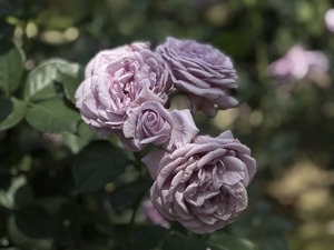 S__40738857_0