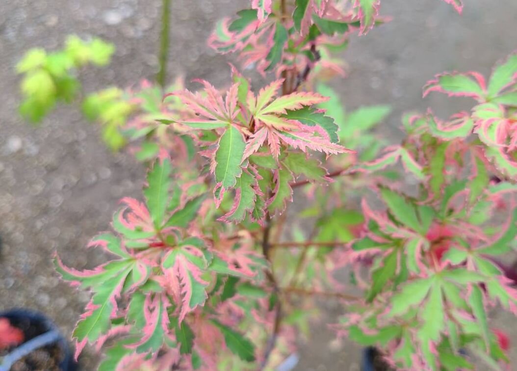 7月に葉刈りしたモミジの芽吹きのはじまりはじまり O 大洋グリーンブログ
