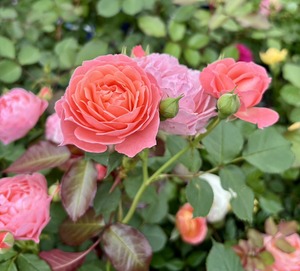 S__74342439_0