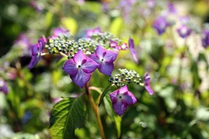 IMG_8022