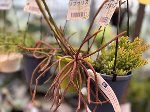 S__40124491_0