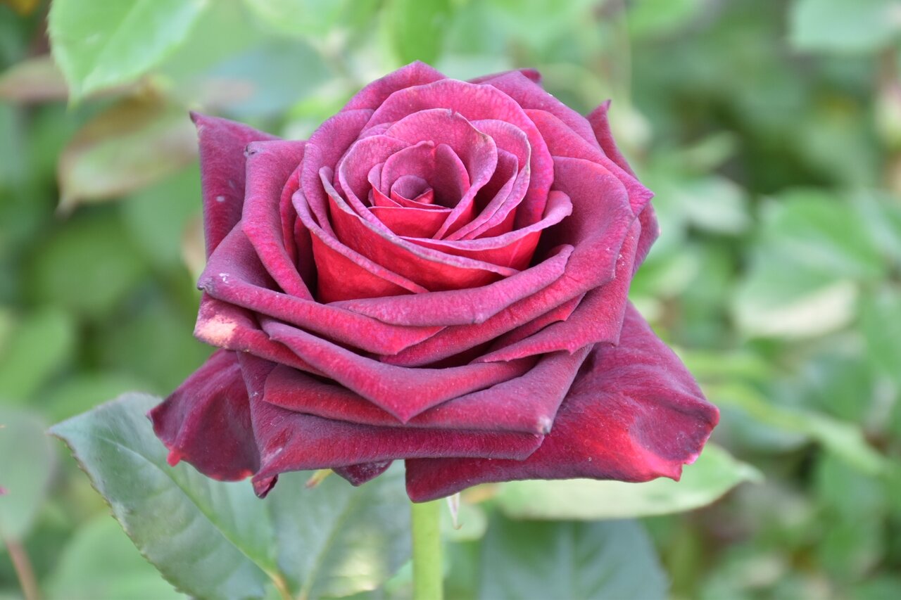 24日 土 よりバラフェア開催します O 大洋グリーンブログ