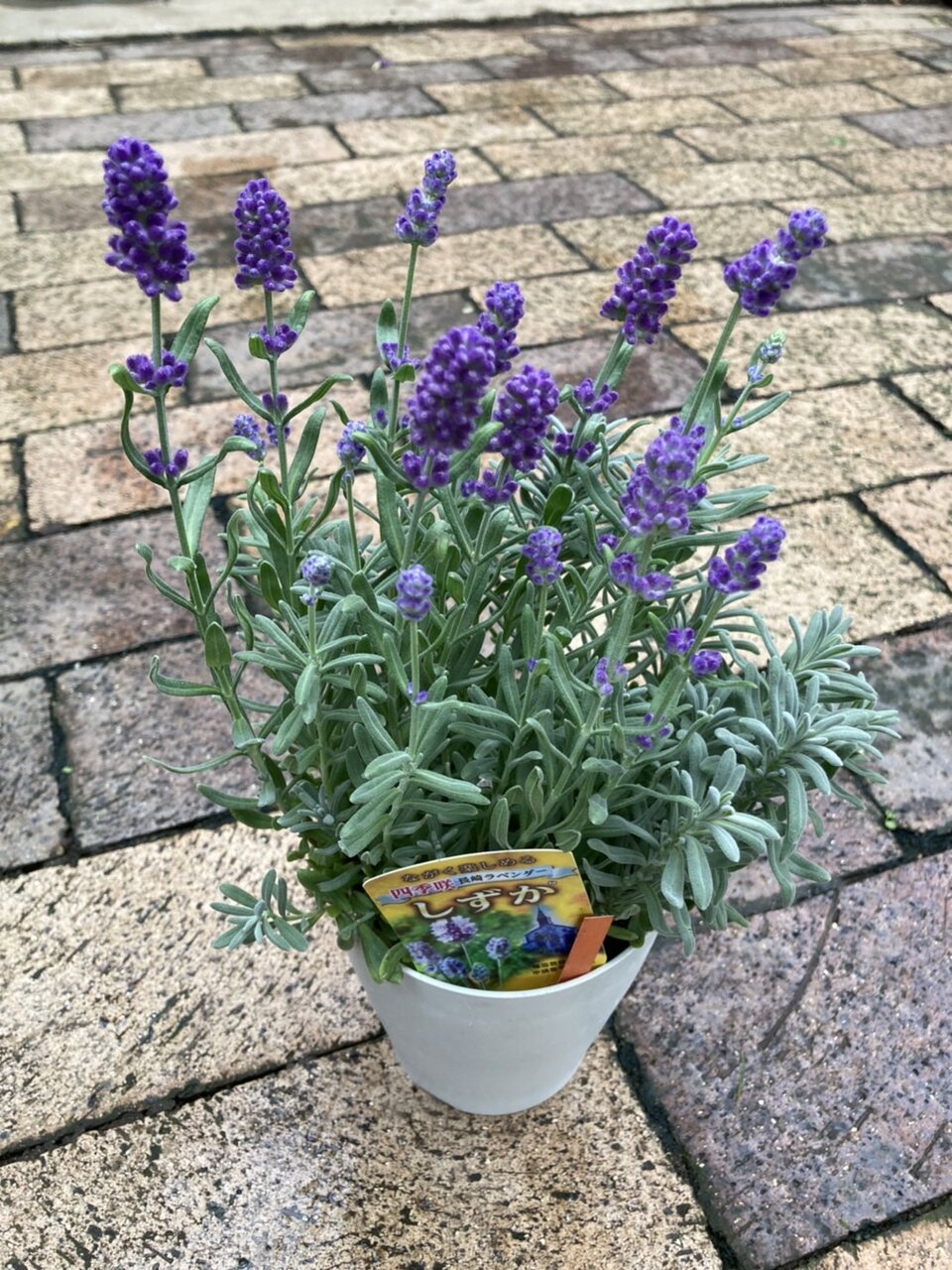 アカシア ゴールドチップ 長崎ラベンダー しずか アナナス フリッシャー ウィンターコスモス レモン 大洋グリーンブログ アカシア ゴールドチップ 長崎ラベンダー しずか アナナス フリッシャー ウィンターコスモス レモン 大洋グリーンブログ