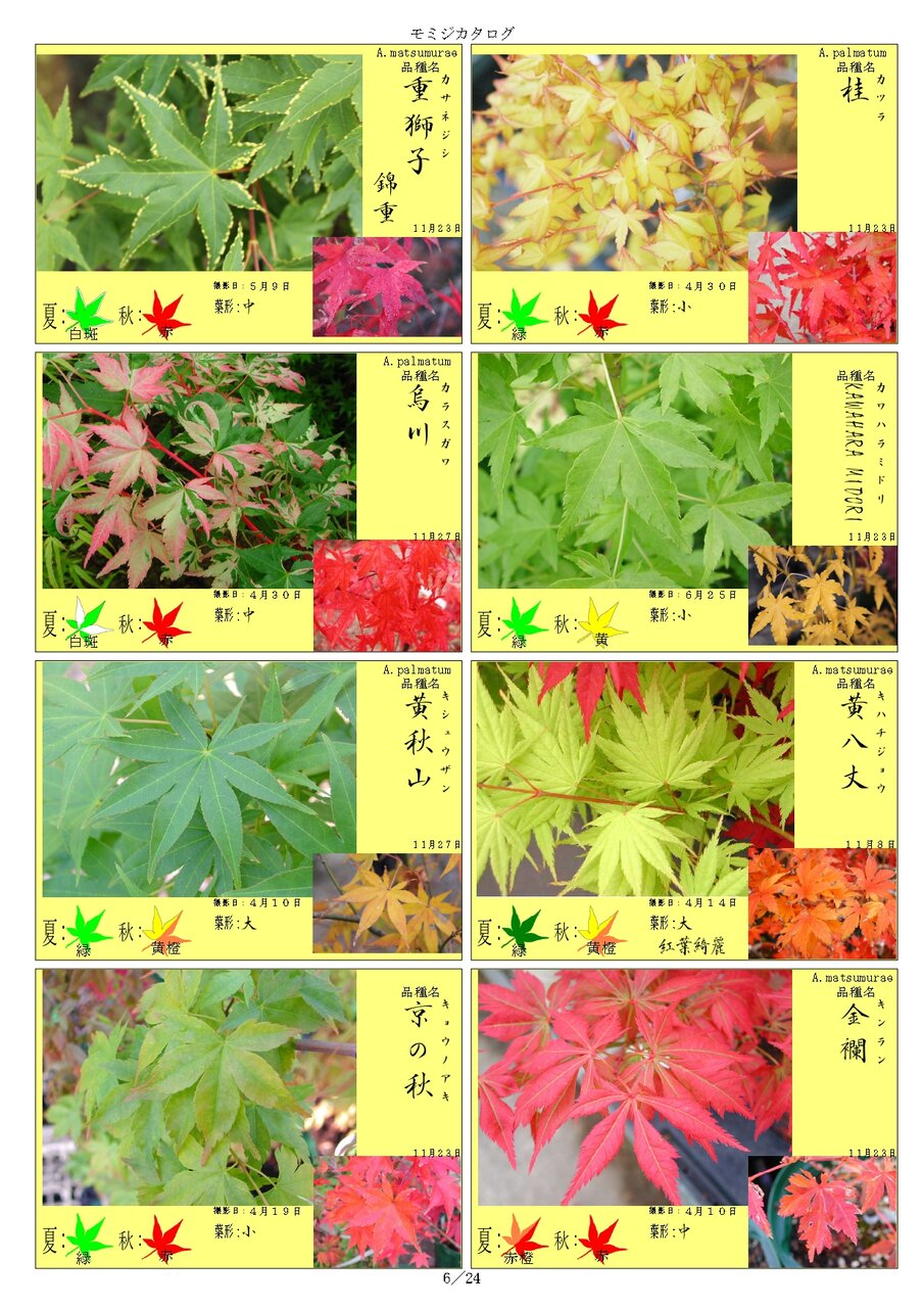 Book for Maples カエデの本　初版　矢野正善 Yahoo!オークション - Book for Maples カエデの本 矢野正善 カエデ も