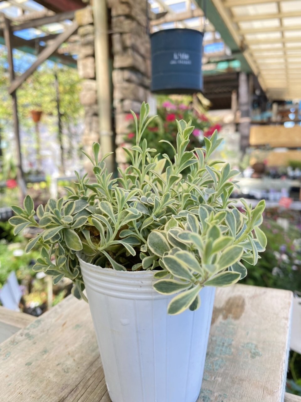 ランタナ サギナ スブラタ シレネ ユニフローラ バリエガータ マリーゴールド レモン レプトスペルマム ウィルソンズホワイト バンクシア スピヌロサ ヘアピン 大洋グリーンブログ