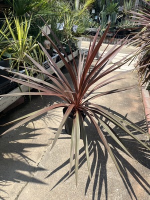 S__72237063_0