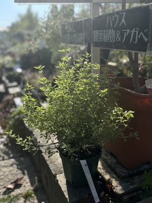 S__41033762_0