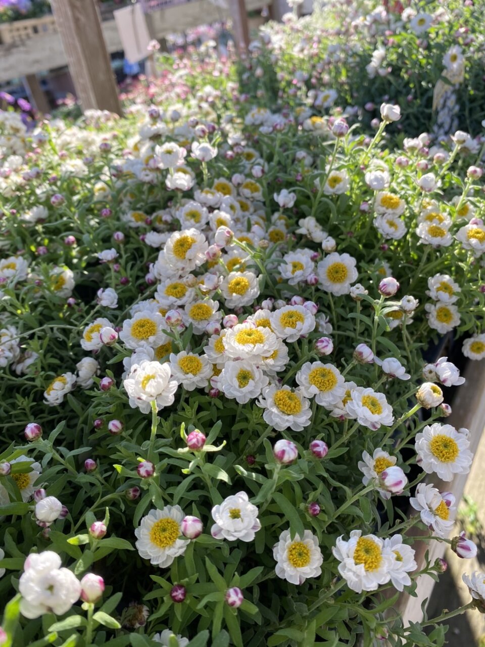 ルピナス ピクシー 花かんざし べビーティアーズ ヘリクリサム ライムミニ マーガレット スパニッシュモス 大洋グリーンブログ