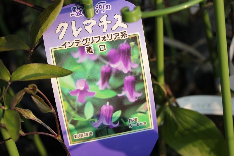 ツルバラにおすすめのクレマチス 大洋グリーンブログ