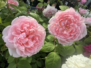 S__99131595_0