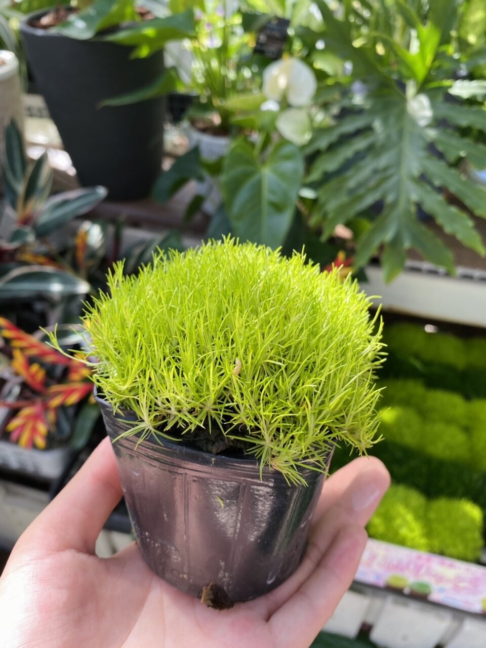 ランタナ サギナ スブラタ シレネ ユニフローラ バリエガータ マリーゴールド レモン レプトスペルマム ウィルソンズホワイト バンクシア スピヌロサ ヘアピン 大洋グリーンブログ