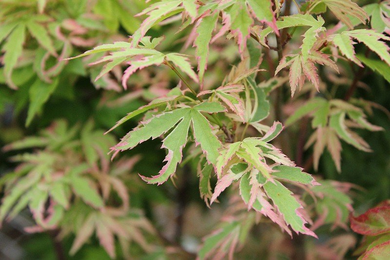 春のもみじまつり＼(^o^)／斑入りタイプ編 : 大洋グリーンブログ
