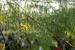 IMG_4773