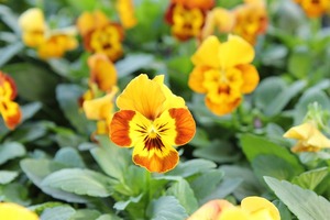 IMG_1842