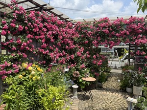 S__99287045_0