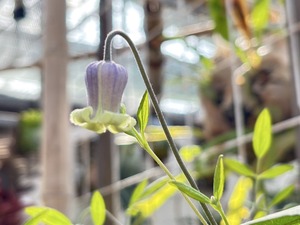 S__40124434_0