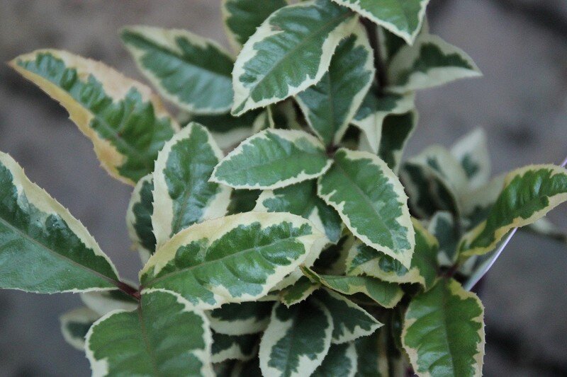 お正月の寄せ植えなどでヤブコウジはいかがでしょう 大洋グリーンブログ お正月の寄せ植えなどでヤブコウジはいかがでしょう 大洋グリーンブログ