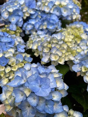 IMG_3918