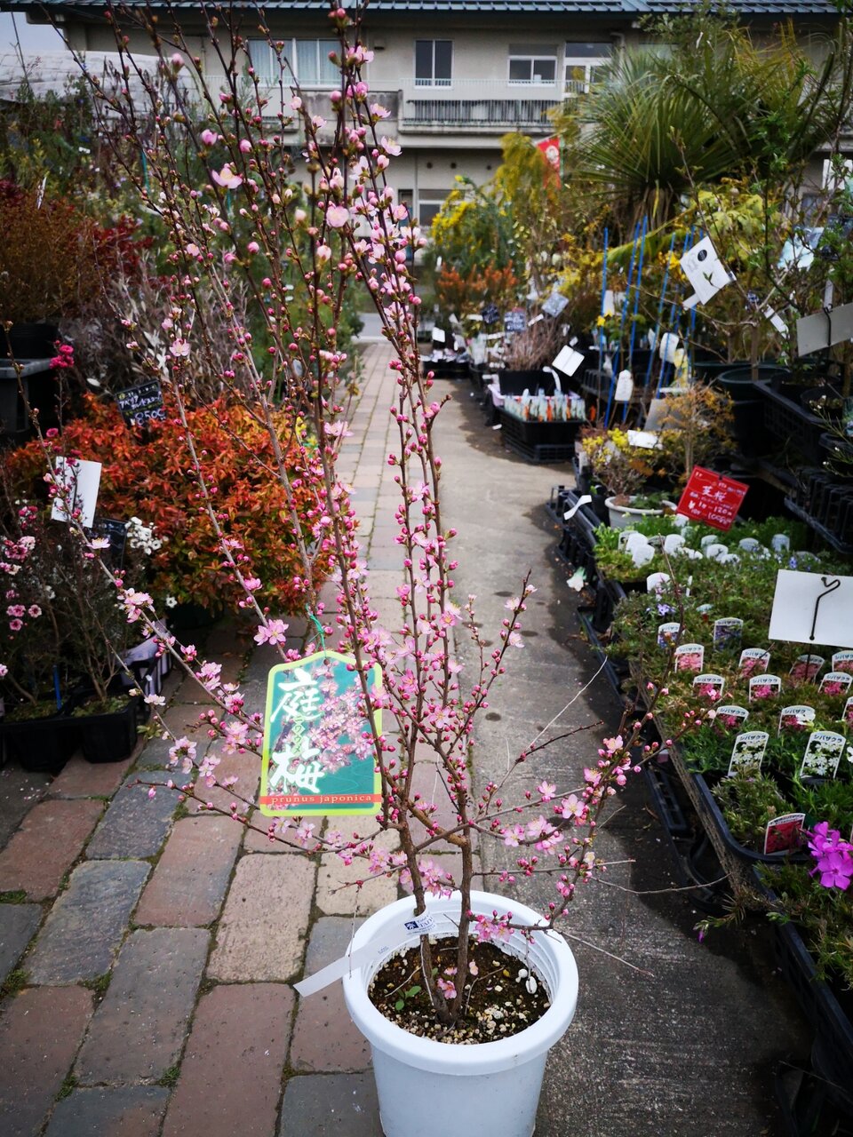 ブラジルの桜 イペー 大洋グリーンブログ ブラジルの桜 イペー 大洋グリーンブログ