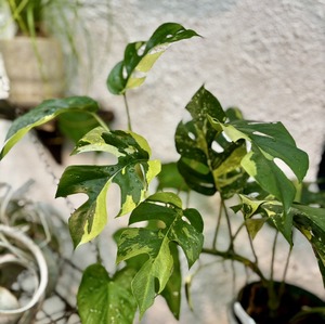 S__67698697_0