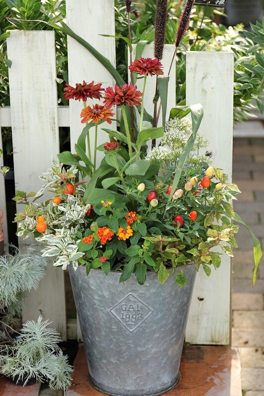 雨が続きお花や寄せ植えが痛んだりしてませんか 大洋グリーンブログ