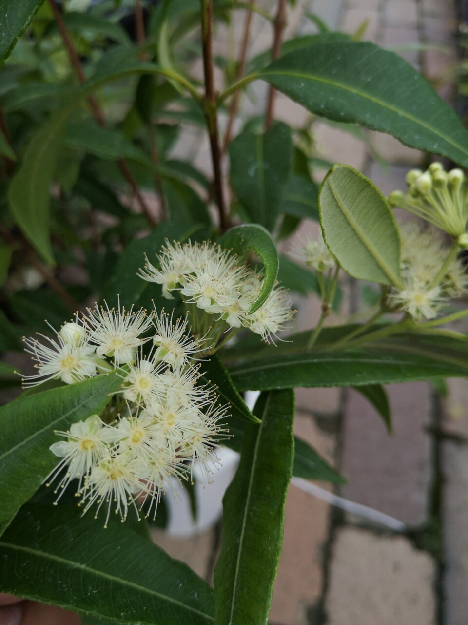 レモンマートル ナイアガラツリー 大洋グリーンブログ