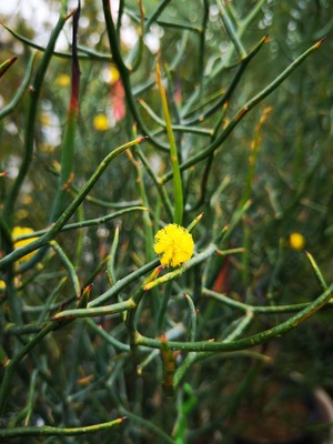 IMG_20200322_163655
