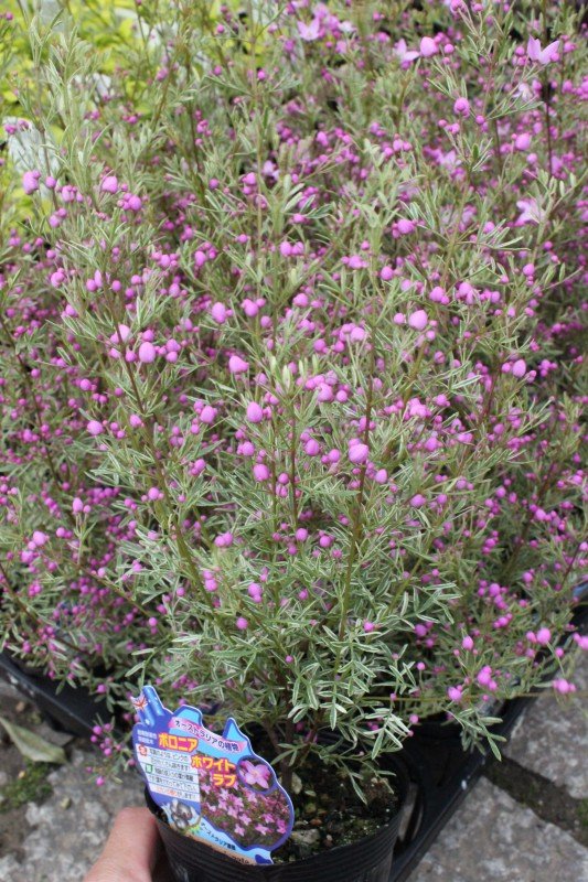 花苗】斑入りボロニア ホワイトラブ ボロニアピナータ オージー