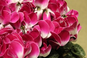 IMG_2919
