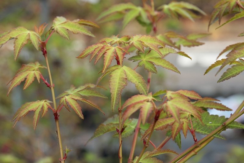夏もみじの芽吹き と 多肉ワールド 大洋グリーンブログ 夏もみじの芽吹き と 多肉ワールド 大洋グリーンブログ