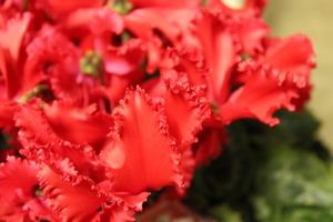 IMG_2916