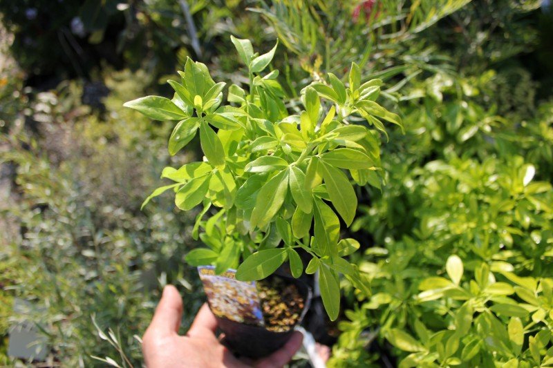 店内の植物色々 大洋グリーンブログ