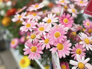 S__40574999_0