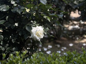 S__40738866_0