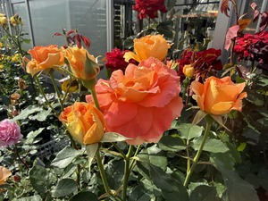S__99131461_0