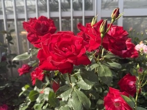 S__99131457_0