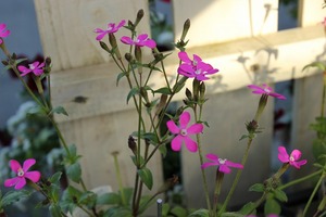 IMG_4808
